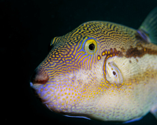 Canthigaster rivulata observed 2023-04-02