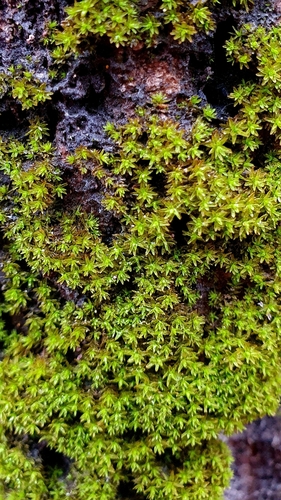 Image of Nyholmiella obtusifolia by (c) Анна Митрошенкова, some rights reserved (CC BY)