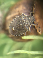 Holcostethus albipes