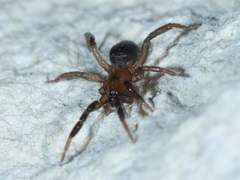 Drassyllus