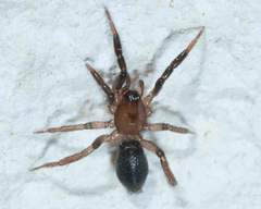 Drassyllus
