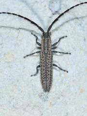 Dorcasta cinerea