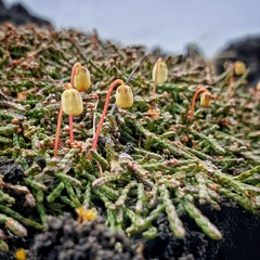 Cassiope lycopodioides