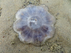 Cyanea lamarckii