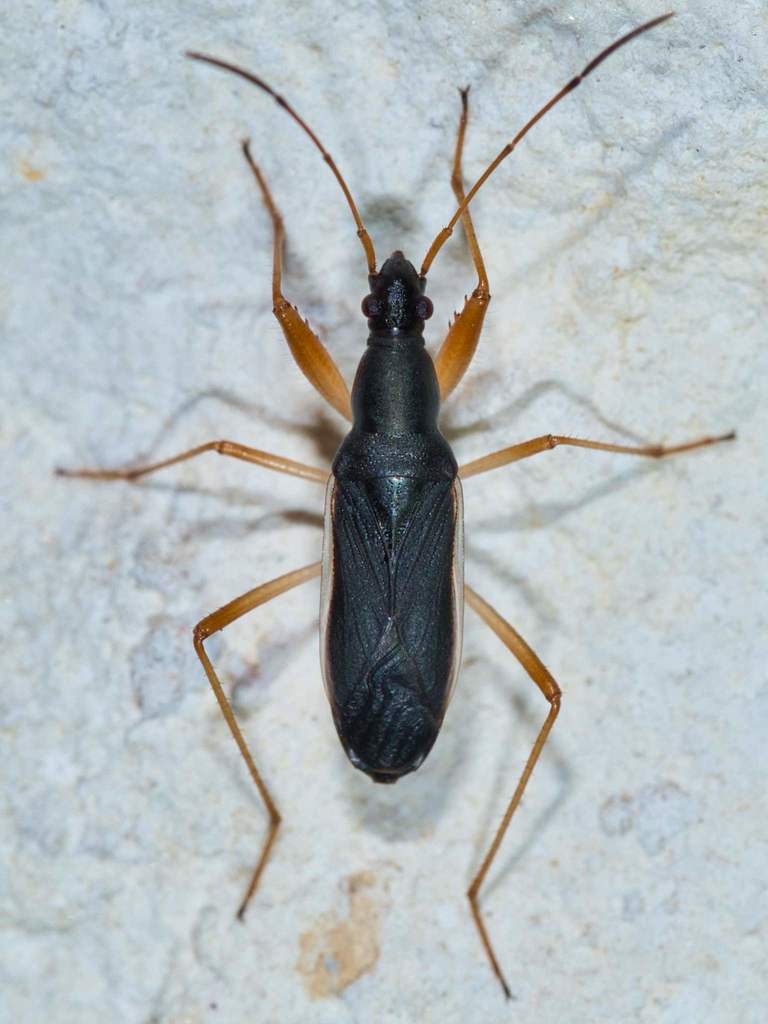 Cnemodus
