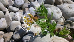 Tournefortia sibirica