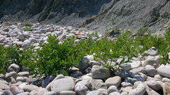 Tournefortia sibirica