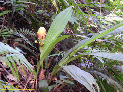 Calanthe formosana