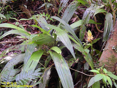 Calanthe formosana