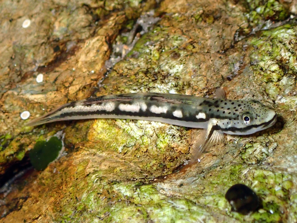 Chloe's Sicyopus