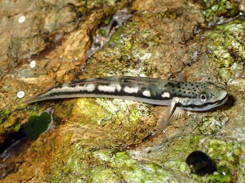 Smilosicyopus chloe