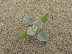 Atriplex laciniata