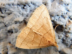 Zanclognatha pedipilalis