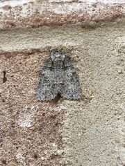 Acronicta retardata