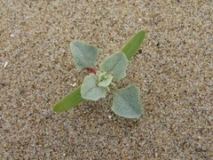 Atriplex laciniata