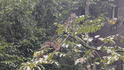 Image of Aralia decaisneana by (c) Cheng-Te Hsu, some rights reserved (CC BY)