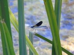 Calopteryx splendens