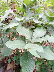 Pouteria alnifolia