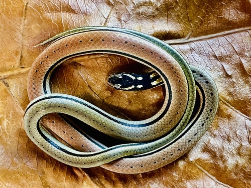 Günther's Many-tooth Snake