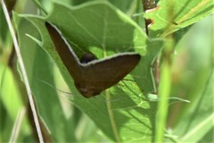 Argyrostrotis quadrifilaris