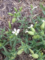 Silene procumbens