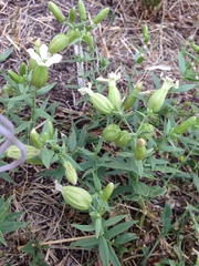 Silene procumbens