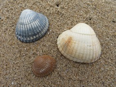 Cerastoderma edule