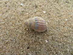 Tritia reticulata