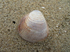 Laevicardium crassum