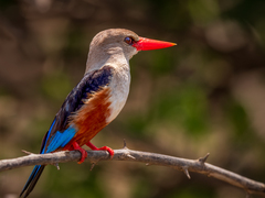 Grey-Headed Kingfisher photo 2