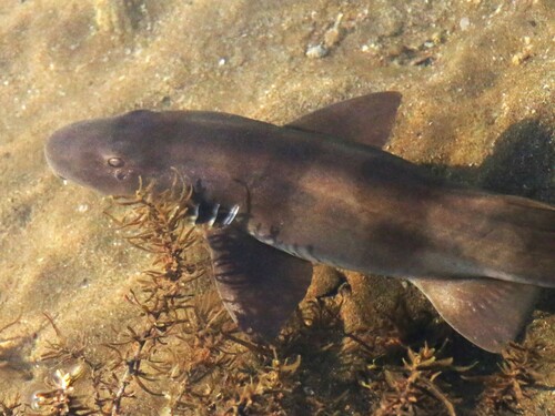 Brown spotted cat shark (Chiloscyllium punctatum) — Hemiscylliidae — 4