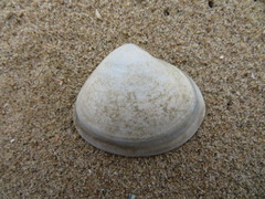 Mactra stultorum