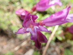 Penstemon davidsonii
