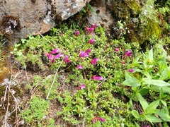 Penstemon davidsonii