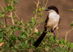 Long-Tailed Fiscal photo 2