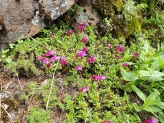Penstemon davidsonii