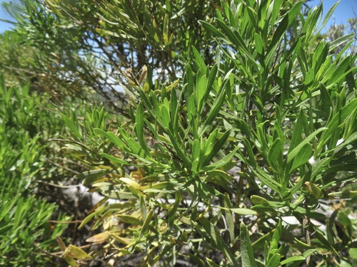 Image of Ericameria parishii by no rights reserved
