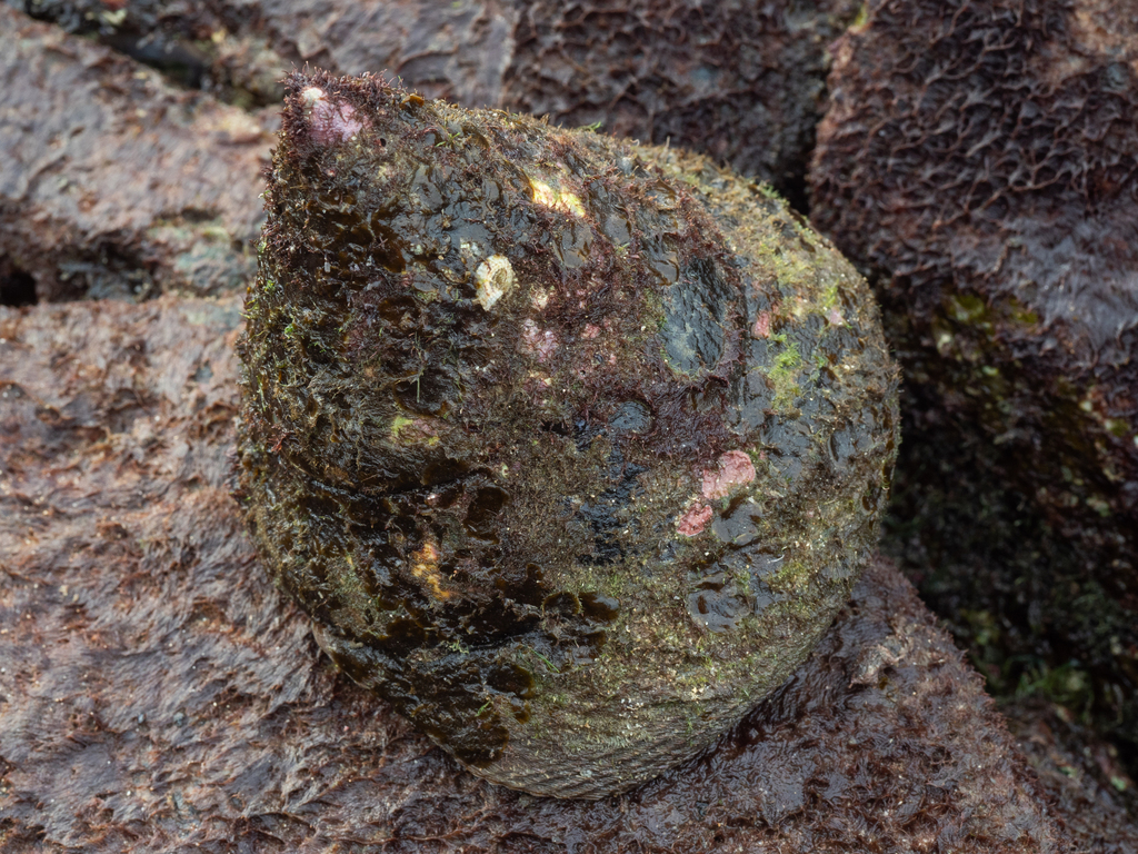 Rochia maxima