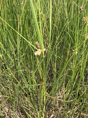 Cyperaceae