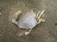 Liocarcinus holsatus