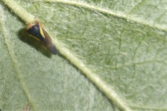 Balcanocerus provancheri