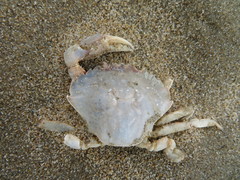 Liocarcinus holsatus