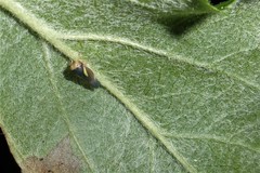 Balcanocerus provancheri