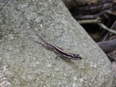 Anolis taylori