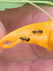 Dolichoderus plagiatus