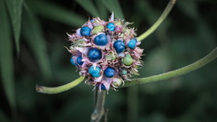 Clerodendrum chinense