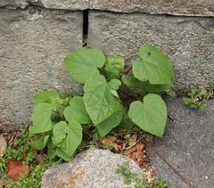Catalpa × erubescens