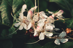 Clerodendrum chinense