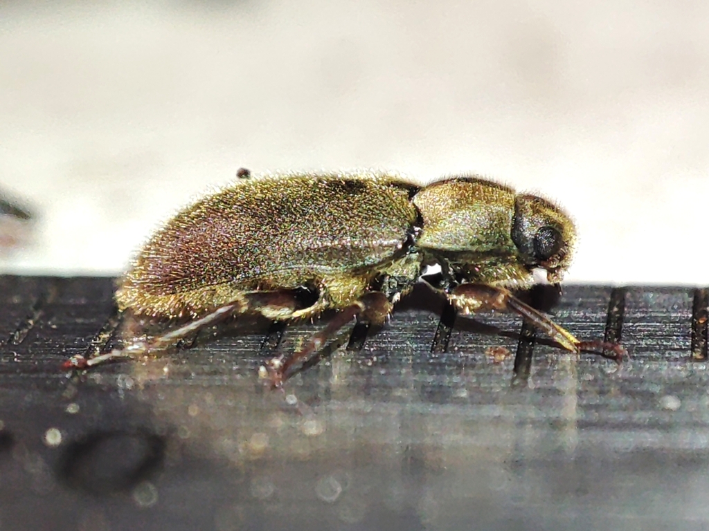 Dryops auriculatus