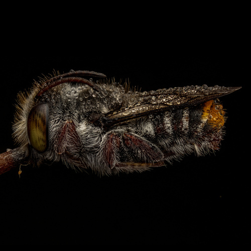 Megachile remotula